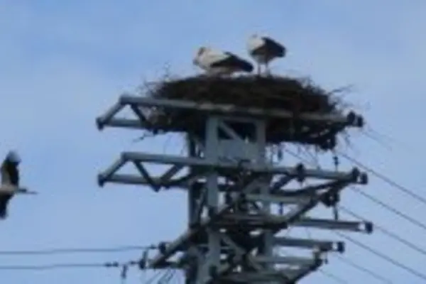 Zwei Störche im Nest auf Hochspannungsleitung